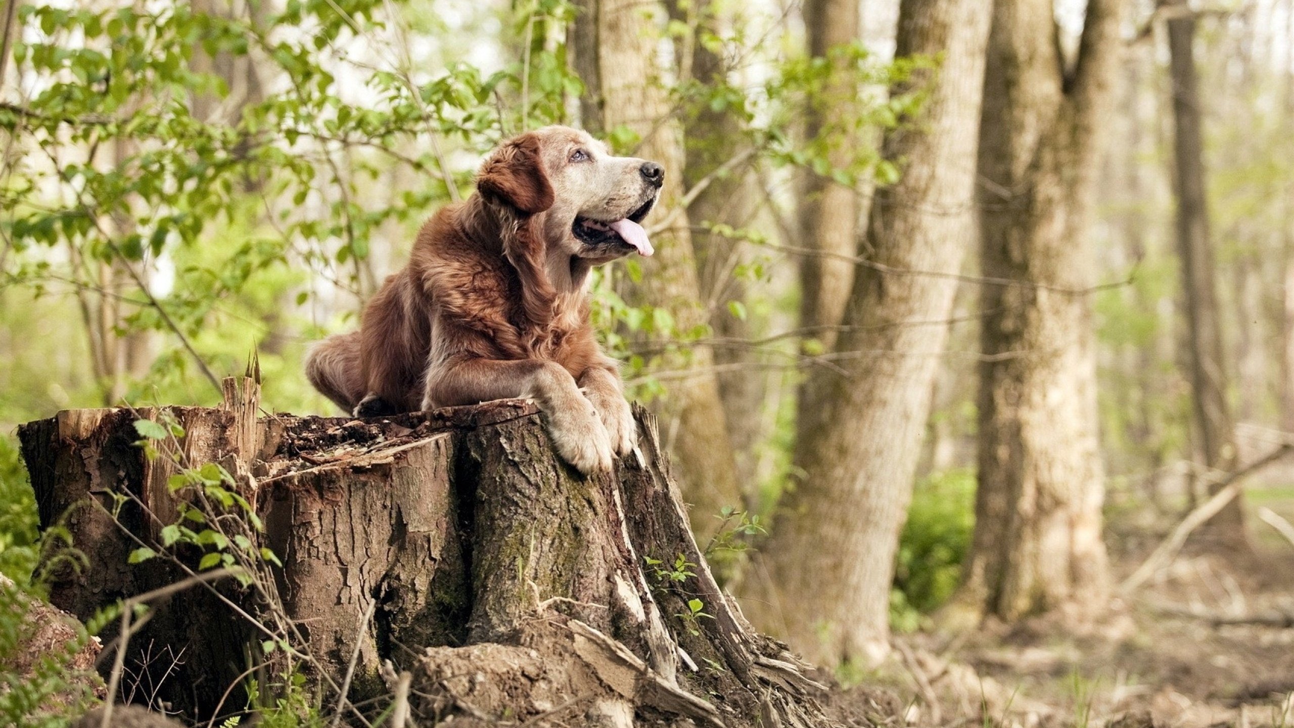 当欧文数据全面爆炸,广东队用团队篮球提前终结悬念掘金