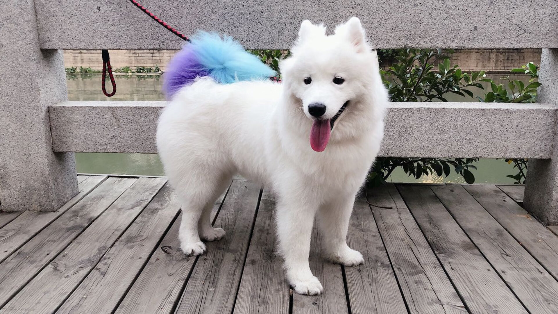 开云体育-范戴克冲出雨夜，一场街道赛的自我救赎