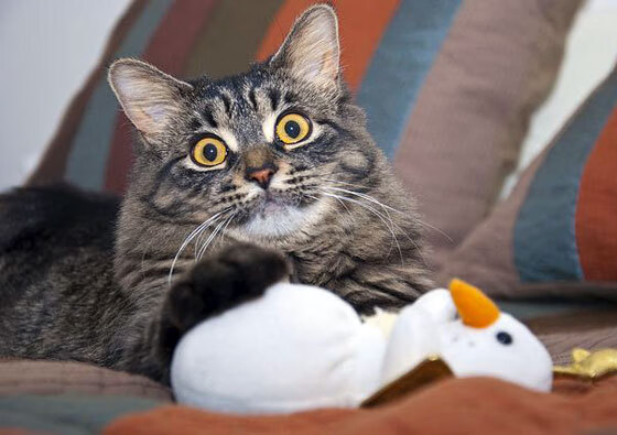 巅峰决战,当吉林铁骑遇上紫金军团—贝恩神迹如何改写不可能的剧本