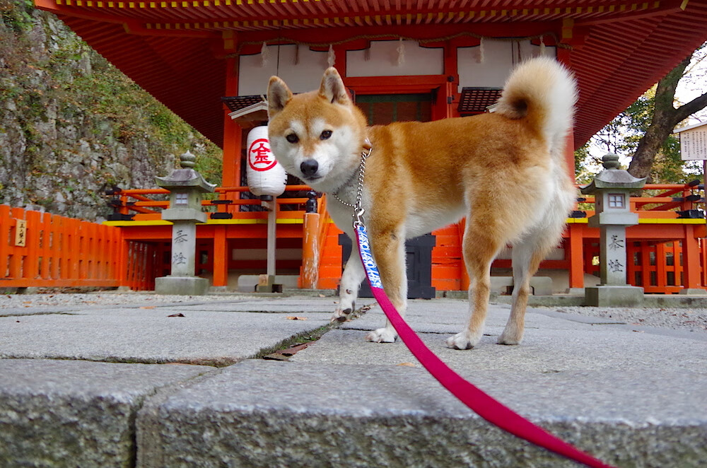 烈焰焚冰,爱德华兹48分焚毁北京篮球堡垒,赛局悬念早逝