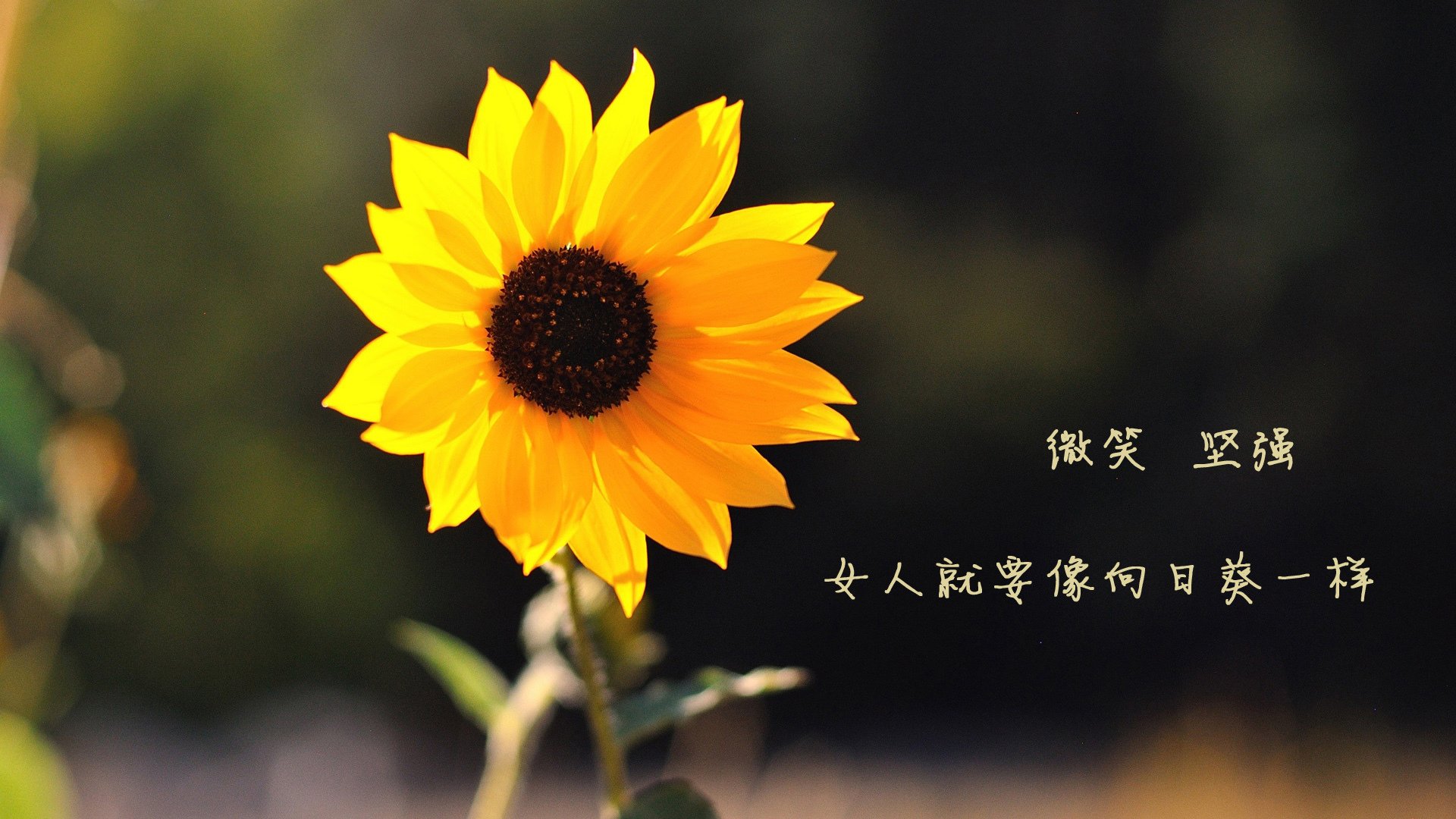 硬仗磨砺王者心，巴西险胜芬兰，加克波关键时刻定乾坤